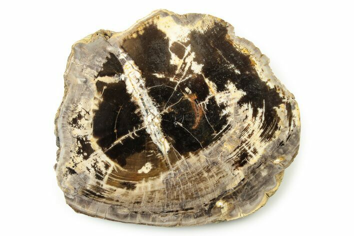 Petrified Wood Round - Silver Creek Junction, Utah #253703